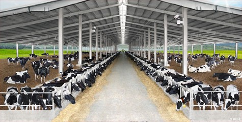 Nếu xét về quy mô tập trung, trang trại bò sữa của TH Milk với tổng diện tích 37.000 ha có thể coi là không có đối thủ về chăn nuôi cạnh tranh.